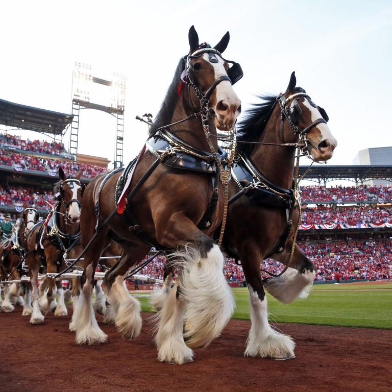 can you visit the budweiser clydesdales