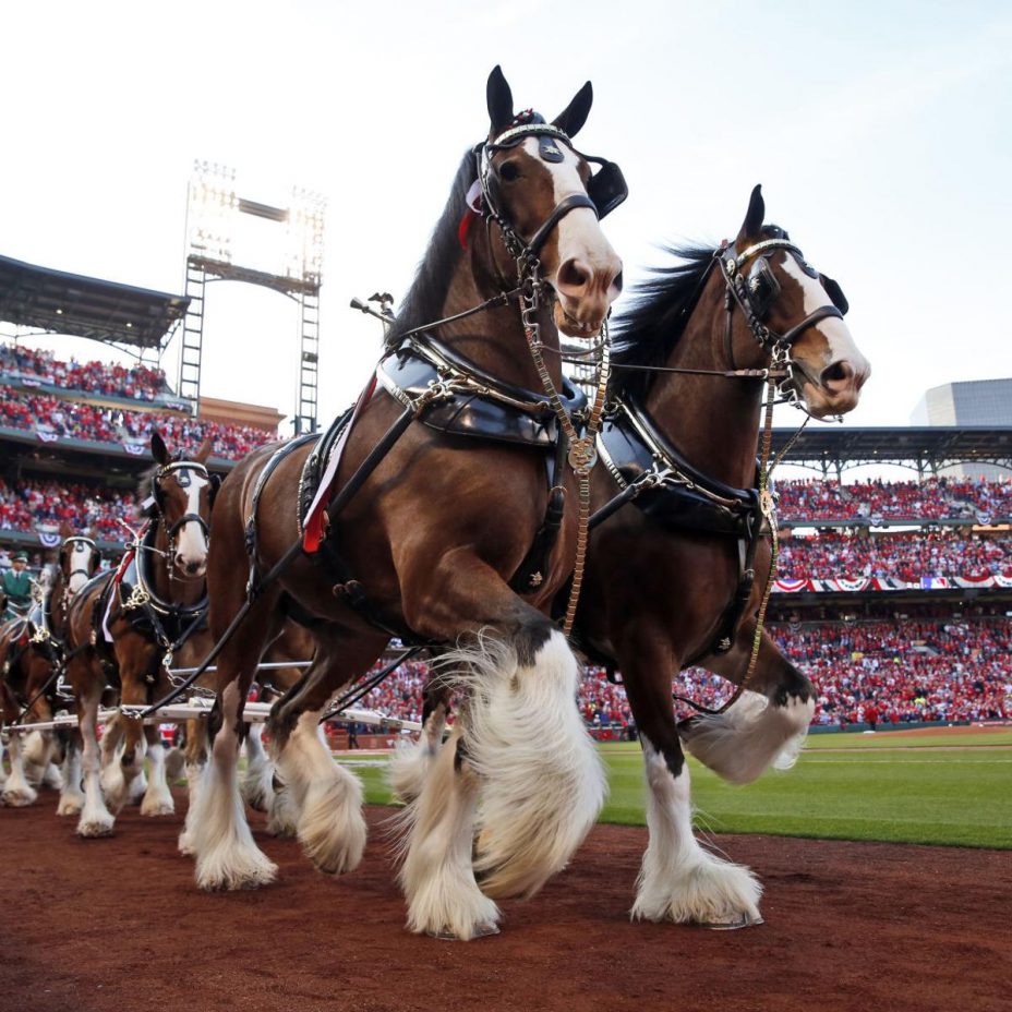 All You Need To Know About The Budweiser Clydesdale Farm - My Clydesdale