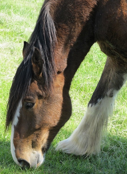 Clydesdale horse history