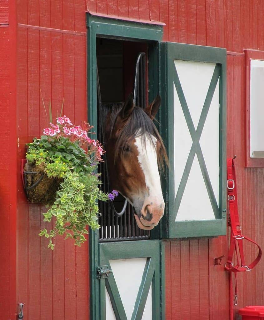 Clydesdale horse history