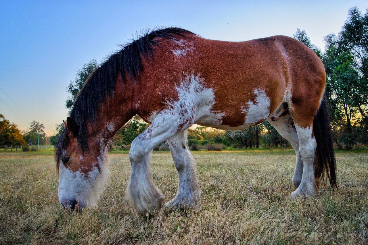 What Not to feed your Horse - Clydesdale Feeding